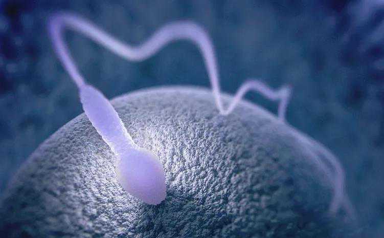 青岛卵巢早衰供卵助孕 2022青岛大学附属医院试管婴儿成功率一览 ‘怀孕一个多
